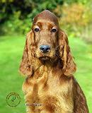 Irish Setter 9T004D-312